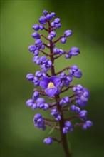 Flowering Bamboo or Blue Ginger (Dichorisandra thyrsiflora)