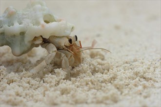 Hermit Crab (Paguroidea) crawling along the beach