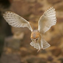 Barn Owl (Tyto alba) in flight