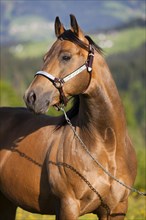 Quarter Horse wearing a show halter