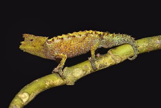 Laraka River Leaf Chameleon (Brookesia vadoni)