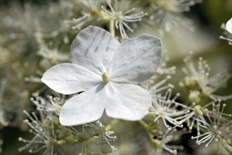 Flower of a Climbing Hydrangea (Hydrangea petiolaris)