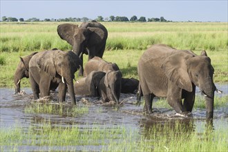 African elephants (Loxodonta africana) crossing a watercourse