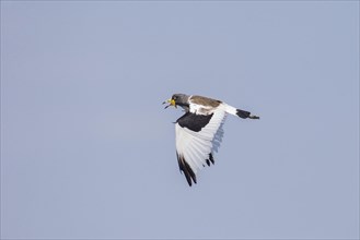 White-crowned Lapwing (Vanellus albiceps) in flight