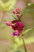 Creeping Waxweed or Cuphea (Cuphea procumbens)