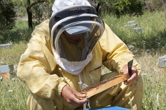 Beekeeper searching the bee queen
