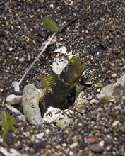 Yellow Shrimp-goby or Yellow Prawn-goby (Cryptocentrus cinctus)