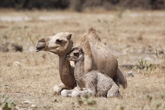 Dromedary (Camelus dromedarius) with young