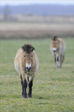 Przewalski's Horses (Equus ferus przewalskii)