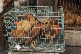Chickens crammed into a metal cage at a market