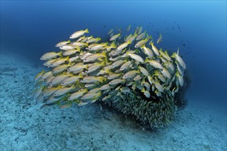 Swarm of Bigeye Snapper (Lutjanus lutjanus) in front of a block of coral