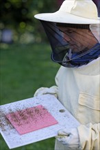 Beekeeper checking his colonies for the Varroa mite infestation (Varroa destructor)