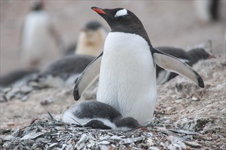 Gentoo Penguin (Pygoscelis papua) and chick at the nest