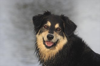 Australian Shepherd Mix