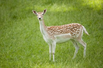 Fallow Deer (Dama dama)