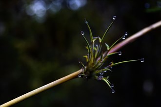 Plant on a branch