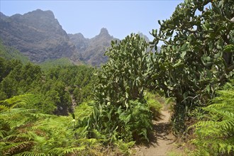 Vegetation in Parque Nacional de la Caldera de Taburiente National Park