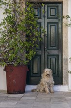 Dog in front of a door