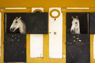 Mares in their box stalls during the Feria del Caballo Horse Fair