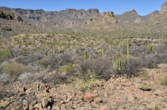 Cactus steppe in the foothills of the Sierra de la Giganta