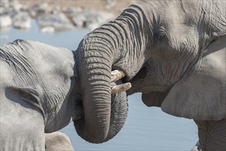 Two African Elephants (Loxodonta africana)