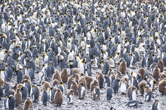 A large colony of King Penguins (Aptenodytes patagonicus)