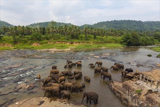 Herd of Asian elephants (Elephas maximus) from the Pinnawala Elephant Orphanage bathing in the Maha Oya river