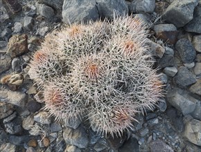 Cottontop Barrel Cactus (Echinocactus polycephalus)