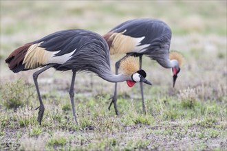 Grey Crowned Cranes (Balearica regulorum)