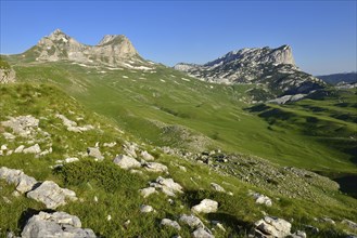 Alpine pasture