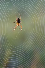 European Garden Spider (Araneus diadematus) in spiderweb