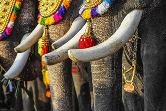 Tusks of decorated elephants at temple festival