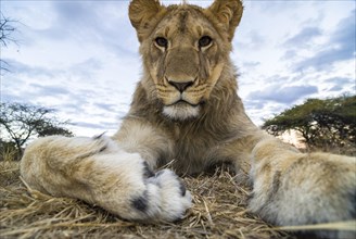 Lion (Panthera leo)