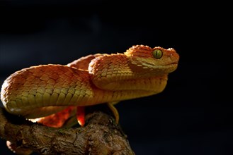 Mayombe Bush-Viper (Atheris squamigera anisolepis)