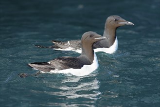 Two Thick-billed murres (Uria lomvia) swim in the Arctic Sea