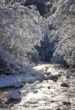 Snow-covered trees by the Ampelsbachl stream in winter