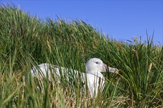 Wandering Albatross (Diomedea exulans) at its nesting site