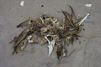 Remains of a bird on the beach
