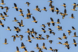 Group of Lesser Whistling Ducks (Dendrocygna javanica) in flight