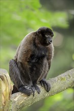 Humboldt's Woolly Monkey or Brown Woolly Monkey (Lagothrix lagotricha)