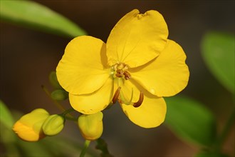 Argentine Senna (Senna corymbosa)