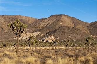 Landscape in the Joshua Tree National Park