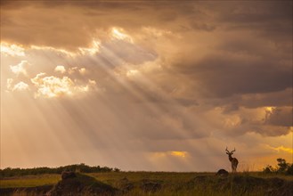 Impala (Aepyceros melampus)