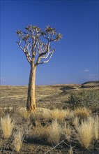 Quiver Tree or Kokerboom (Aloe dichotoma) in the semi-desert