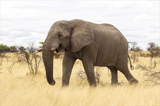 African Elephant (Loxodonta africana) feeding