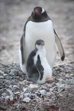 Gentoo Penguin (Pygoscelis papua) and young at nest