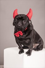 Black Pug wearing devil's horns and a bow tie