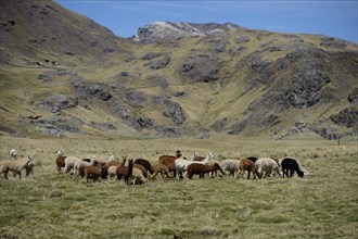 Llama herd on a high pasture in the Andes