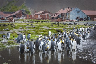 King penguins (Aptenodytes patagonicus) standing between houses at the former Stromness whaling station