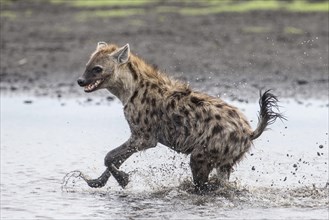 Spotted Hyena (Crocuta crocuta) running through water